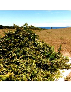 Eau florale BIO de myrte... 2