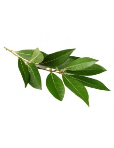 Recharge - Hydrolat BIO de... 2