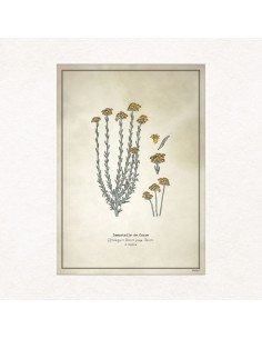 Affiche botanique Fleur...