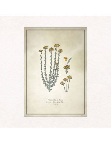 Affiche botanique Fleur d'immortelle