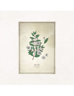 Affiche botanique Myrte vert