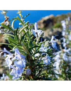 Eau florale de Romarin à... 2