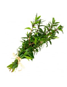 Hydrolat BIO de myrte vert 2